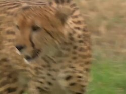 Cheetah (Acinonyx jubatus) gets up and walks, Kenya Stock Footage