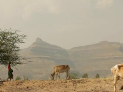 Two rural woman carrying earthen pot on her head  Stock Footage