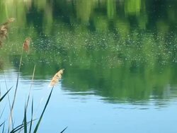 Marsh background: the water dragging along poplar-seeds fallen like snowflakes Stock Footage