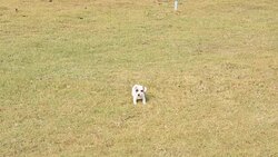 jack russel puppy dog run across grass feild Stock Footage