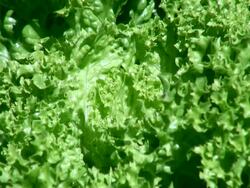 CU Salad plant of lollo bianco / Koblenz, Rhineland-Palatinate, Germany Stock Footage