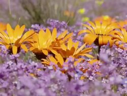 MS Shot of Orange gazania surrounded by tiny purple flowers buffeted by the wind / Namaqualand, Northern Cape, South Africa Stock Footage