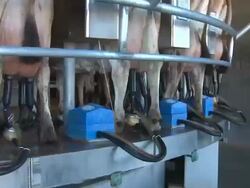 Milking Machine Stock Footage