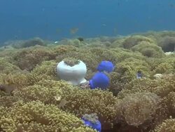 Sea Anemone's Stock Footage