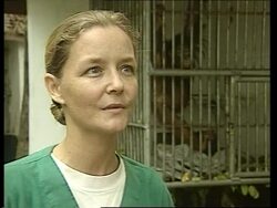 VOICER Effect of pollution on orangutans in wildlife park News Clip