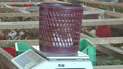 CLEAN : The gastronomic boom of the Peruvian cuy News Clip