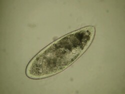 Infusorium Stock Footage