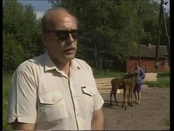 Moose breeding ground destroyed by ring road Instructional Video