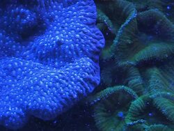 CU Shot of blue and green coral reed and plankton floating in water / Eilat, Red Sea, Israel Stock Footage