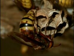 CU Queen Hornet (Vespa crabro) laying egg in hexagonal cell of nest, England Stock Footage