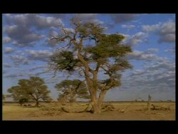 African landscape - large green leafed tree against dramatic clouds Stock Footage