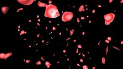 Pink rose petals fall in front of a black background and turn to silhouettes. Stock Footage