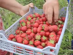 strawberry picking Stock Footage
