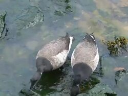 Brant Geese Stock Footage