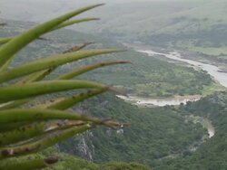CU PAN Shot over aloe above Great Fish River / Eastern Cape, South Africa Stock Footage