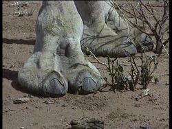 Camels Instructional Video