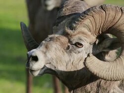 Mountain sheep with broken rack Stock Footage