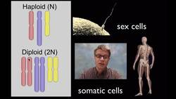 Diploid vs. Haploid Cells Instructional Video