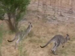 Jumping Kangaroos Stock Footage