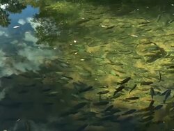 MS PAN Shot of Fish swimming in clear water / North West Province, South Africa Stock Footage