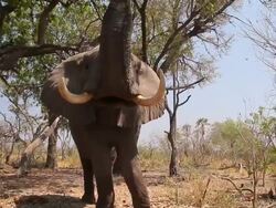 MS TU TD ZI large African elephant lifts its trunk high into air near trees / ghanzi district, ghanzi district, botswana Stock Footage