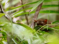 "LS through leaves of a Philippines tarsier with head down crouched on a branch / Bohol Island, Philippines " Stock Footage