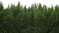 Police car in front marijuana field Stock Footage