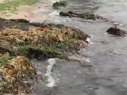 Seaweed on the beach. Stock Footage