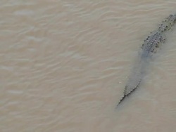 Swiming croc Stock Footage