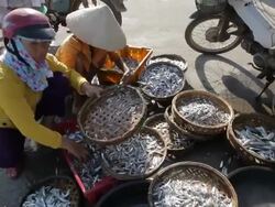 WS Woman Selling Fish by Side of Road / Hoi An, Vietnam Stock Footage