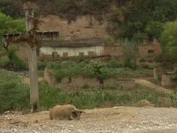 "Pig and chicken next to stone cross, with run down buildings behind, rural Amazonas region of Peru [PerÃƒÂº]" Stock Footage