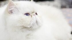Persian cat Stock Footage