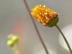 MS View of Unopened flower head of an orange Namaqualand daisy covered with dew droplets / Namaqualand, Northern Cape, South Africa Stock Footage