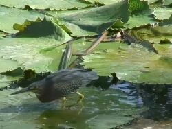 Green heron in the swamp 7  60i Stock Footage