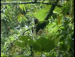 Golden Bamboo Lemur Hapalemur aureus Ranomafana National Park. Discovered in 1985 it prompted the setting up of the national park. Stock Footage