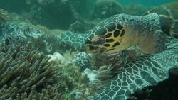 Green sea turtle feeding the soft coral, Indian Ocean, Komodo Stock Footage