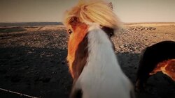 iceland horses Stock Footage