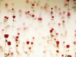 Roses Flying Stock Footage