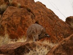 General Scenes Of Alice Springs Stock Footage