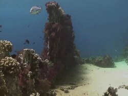 "Tracking shot through red sea, colourful coral" Stock Footage