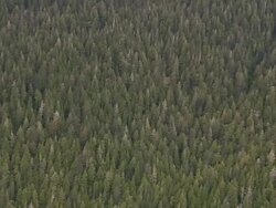 "Aerial of evergreen forest near Orchard Lake, Revillagigedo Island, Alaska" Stock Footage