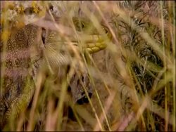 Ocellated Lizard (Lacerta lepida), Andalusia, Southern Spain Stock Footage