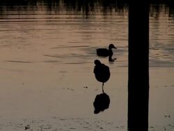 NTSC: Ducks Stock Footage