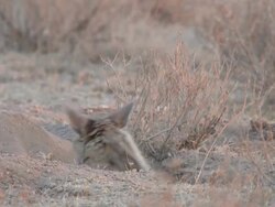 CU Jackal sticking head out of burrow   / Central Kalahari Game Reserve, Botswana Stock Footage