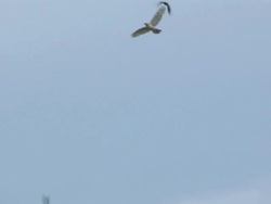 Red tailed hawk bugged 2 Stock Footage