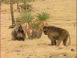 MS Male gelada baboon approaches another, who grimaces, 1st baboon walks away, Ethiopia, Africa Stock Footage