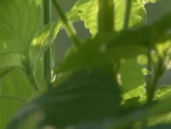 Greenery Stock Footage