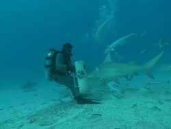 MS ZI Bull shark nudging diver for food / Playa del Carmen, Isla Mujeres, Mexico   Stock Footage