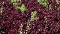 Lollo Rosso Lettuce Stock Footage