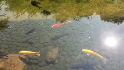 Koi Swimming in Reflection Garden Pool, Nice Shadow Stock Footage